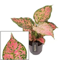 Aglaonema crimson love 12/30