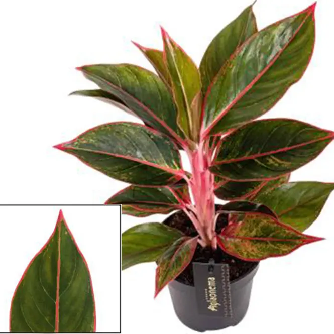 Aglaonema jungle red 12/40