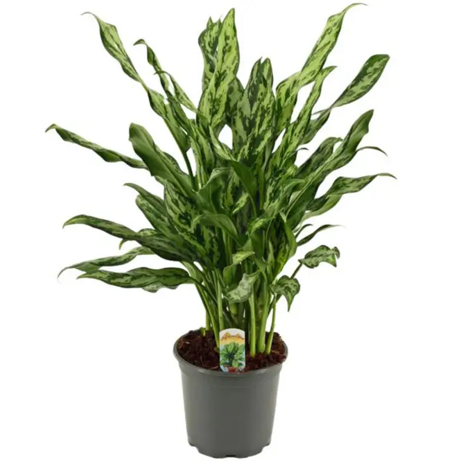 Aglaonema miss julliette 17/55