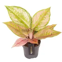Aglaonema pastella 12/30