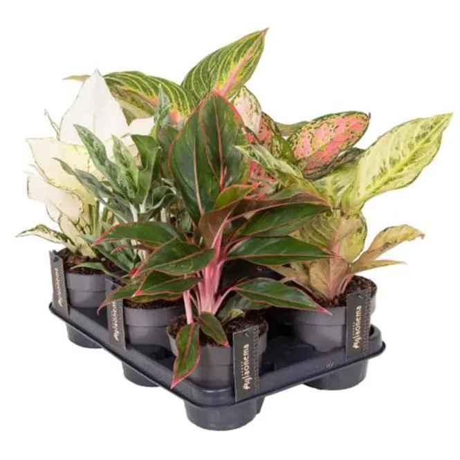 Aglaonema special 12/35