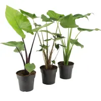 Alocasia 17/55