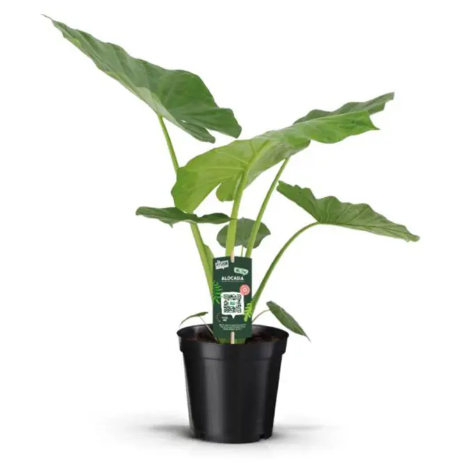 Alocasia macrorrhiza 19/65