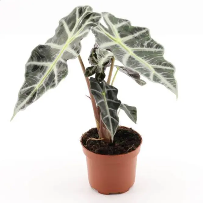 Alocasia polly 12/30
