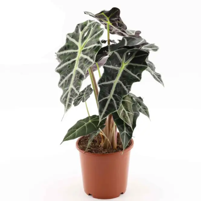 Alocasia polly 17/50