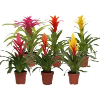 Bromelia cupcake (premium) 12/45