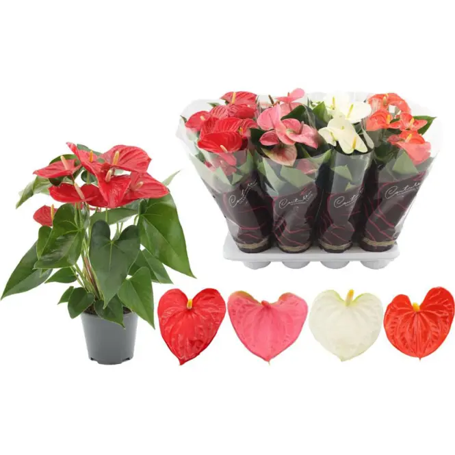 Anthurium andr. Mix 14/45