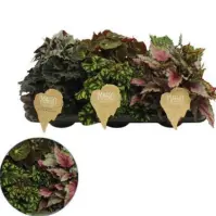 Begonia rex magic colours 12/25