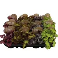 Begonia rex magic colours 8.5/15