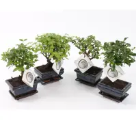 Bonsai in traditional 12/20