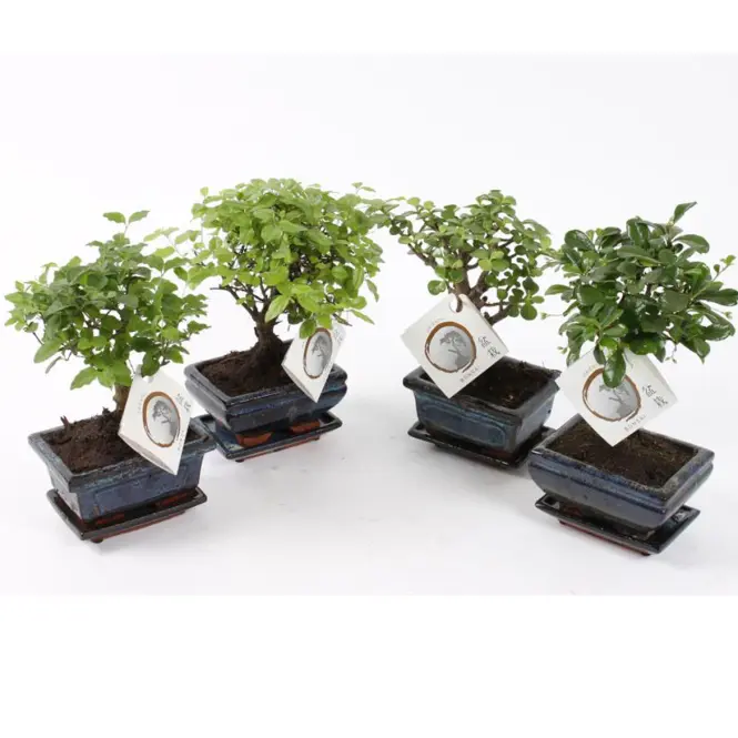 Bonsai in traditional 12/20