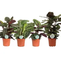 Calathea 17/55