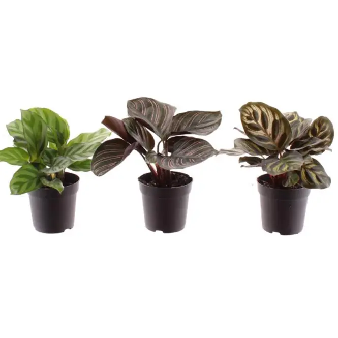 Calathea 7/15