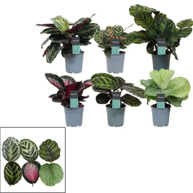 Calathea exclusief 12/35