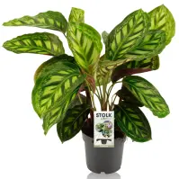 Calathea moonlight 14/45