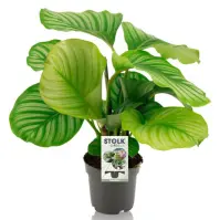 Calathea orbifolia 14/45