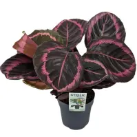 Calathea ros. Jessy 14/40