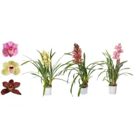 Cymbidium 12/50