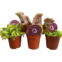 Carnivorous plants 6/10