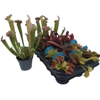 Carnivorous plants 9/30