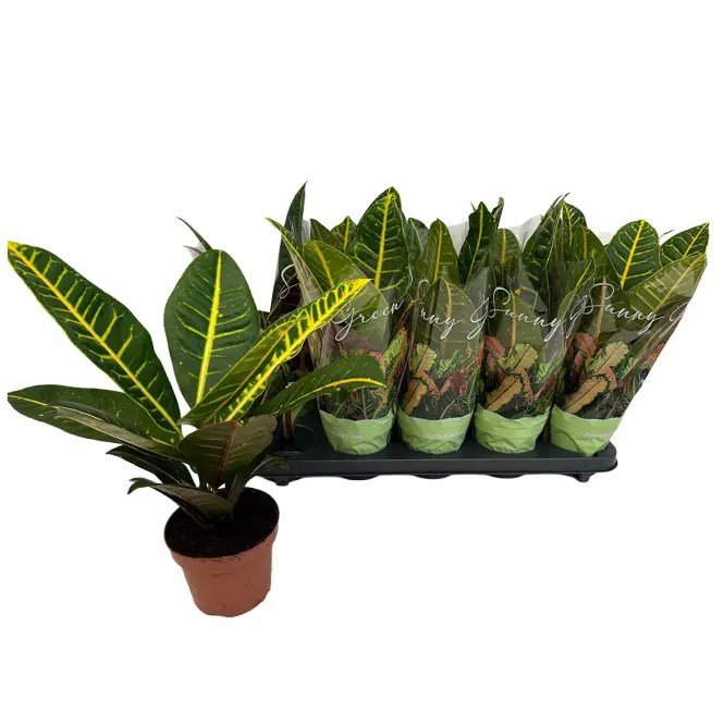 Codiaeum var. Petra 12/30