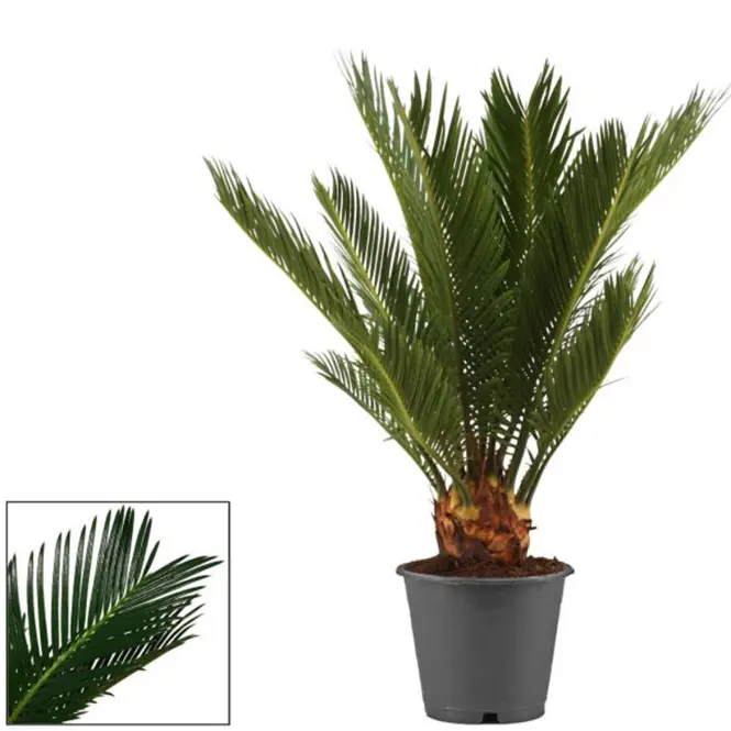 Cycas revoluta 12/35