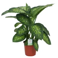 Dieffenbachia tropic snow 24/90