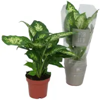 Dracaena fr. Compacta 12/30