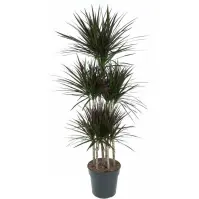 Dracaena marg. Magenta 90 31/140