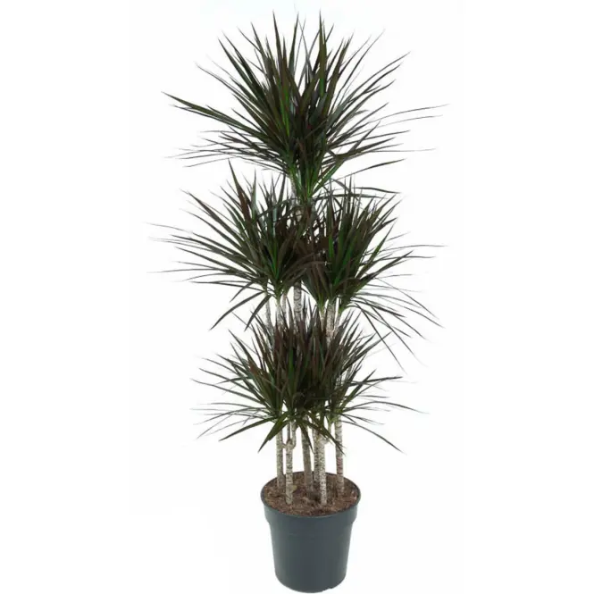 Dracaena marg. Magenta 90 31/140