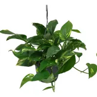 Epipremnum aureum 15/45