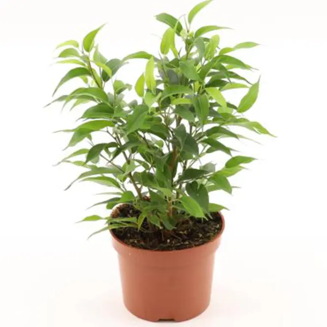 Ficus benj. Natasja 12/30