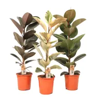 Ficus el. 21/90