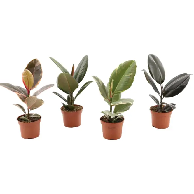 Ficus elastica 12/35