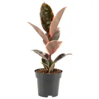 Ficus elastica belize 14/40