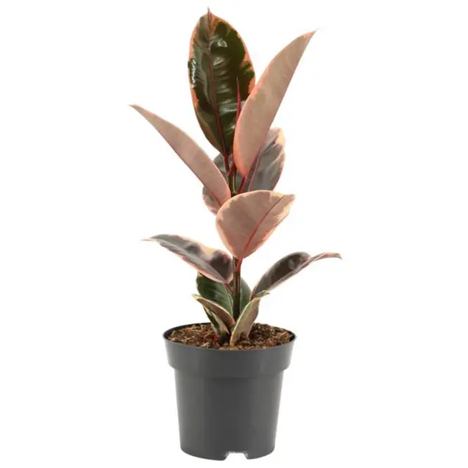 Ficus elastica belize 14/40