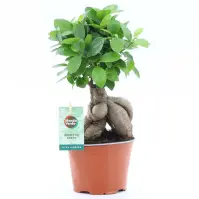 Ficus microcarpa ginseng 12/30