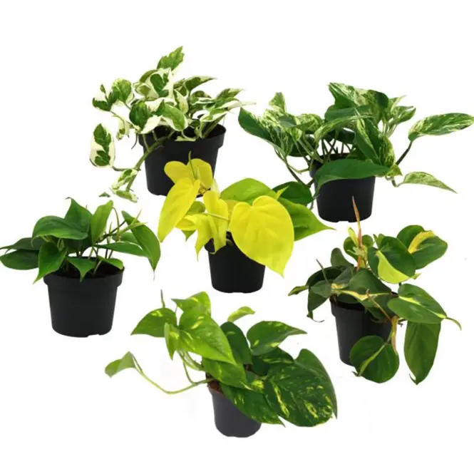 Epipremnum 12/25