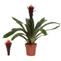 Guzmania akabar 12/45