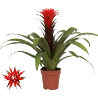 Guzmania hope 12/43