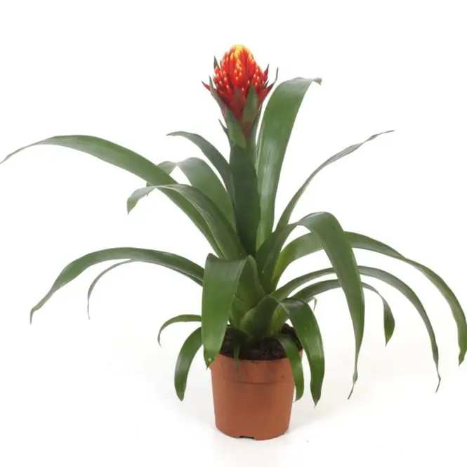 Guzmania punta 12/45