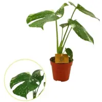 Monstera del. Thai constellation 12/30