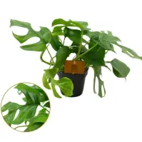 Monstera minima 12/30