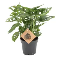 Monstera obl. Monkey leaf 12/25