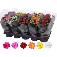 Kalanchoe bl. Ros. 15/27