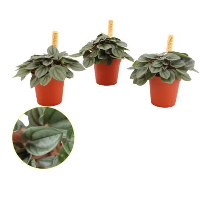 Peperomia milano 5.5/10
