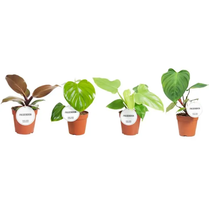 Philodendron 12/30