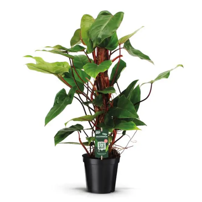 Philodendron red emerald 19/80