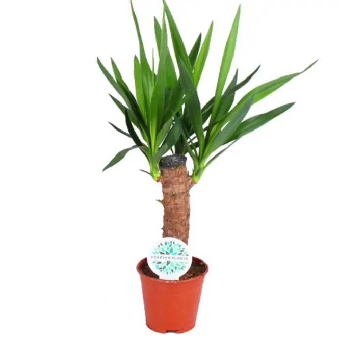 Yucca 30 14/60