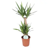 Yucca 60-30-20 21/95